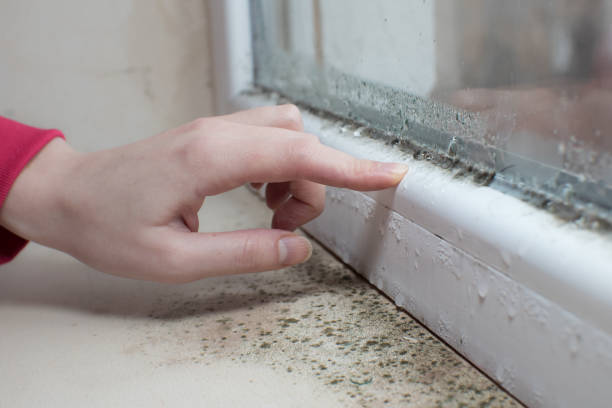 Reliable Burton, SC Mold Removal Solutions